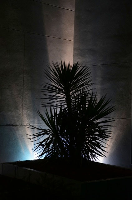 dark palm lighting 